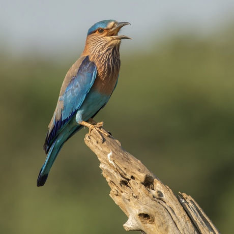 Indische Scharrelaar / Indian Roller 