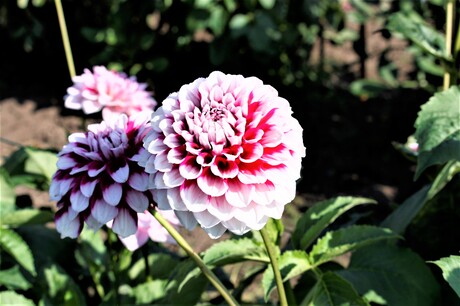 weer rood roze dahlia