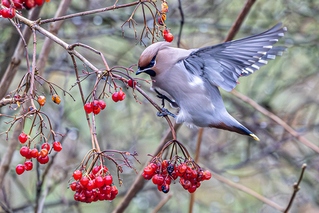 Pestvogel in luilekkerland