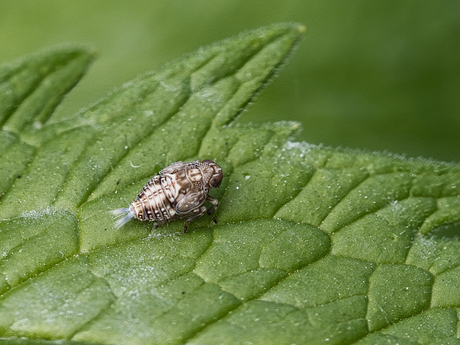 Klimopkevercicade (Nimf)