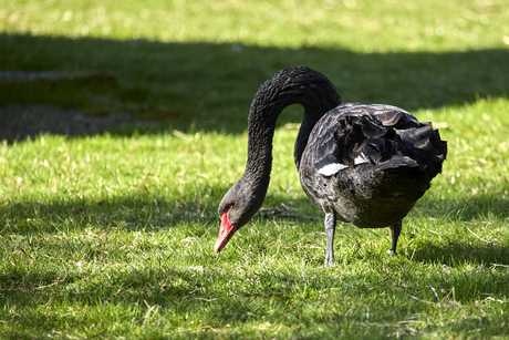 Zwarte zwaan