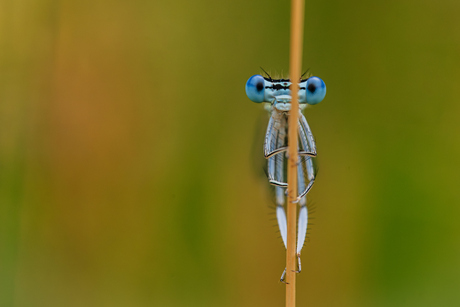 een juffertje achter een grasspriet.