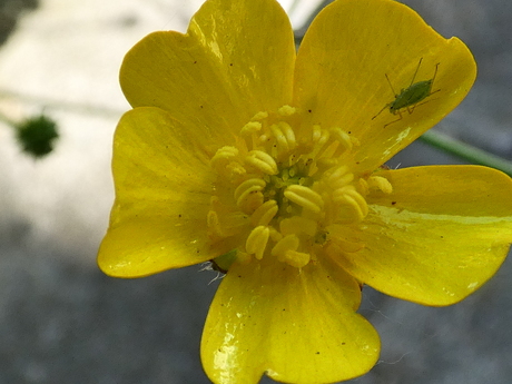 #summermacro        .....   macro van boterbloempje