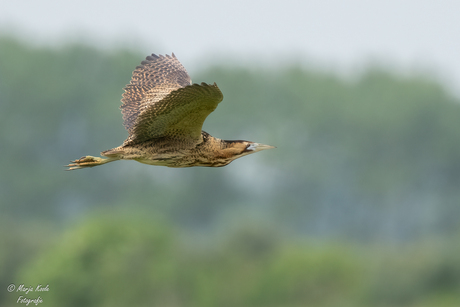 Fly by Roerdomp