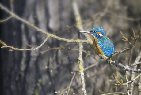 IJsvogel