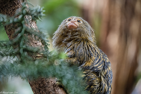 Ik zie, ik zie..........