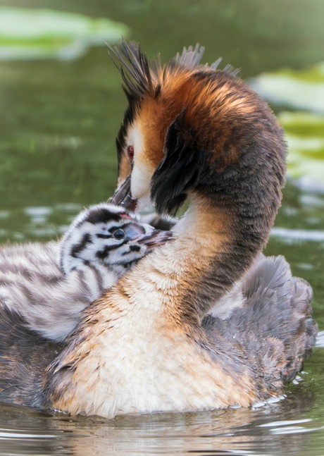 Lief! 