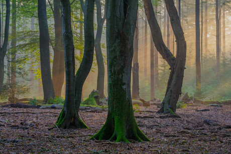 zonsopkomst in het bos