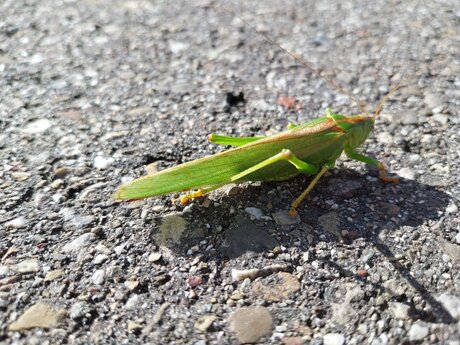 Sabelsprinkhaan in de Krimpenerwaard. 