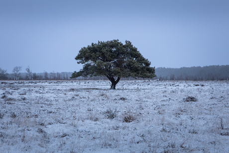 Besneeuwd Dwingelderveld