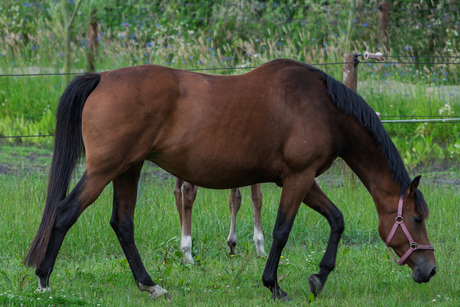 Paard in de Wei