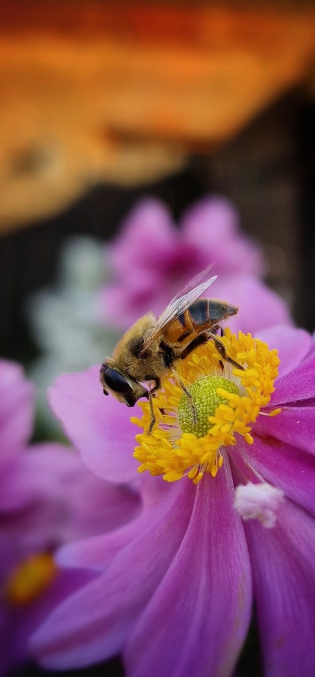 Bij op bloem