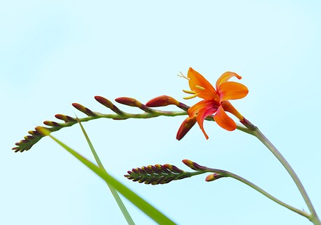 Montbretia