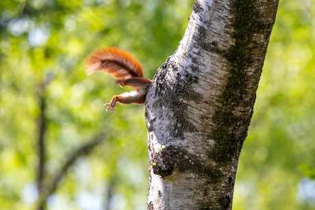 Acrobatiek