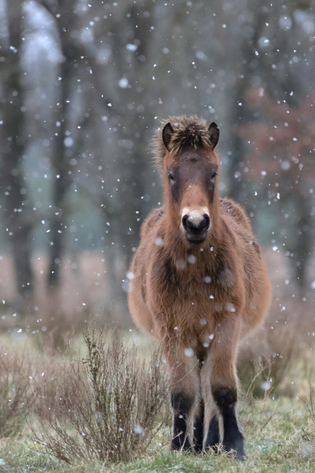 Exmoorpony 