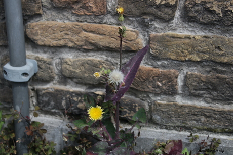 Natuur in Delfshaven 