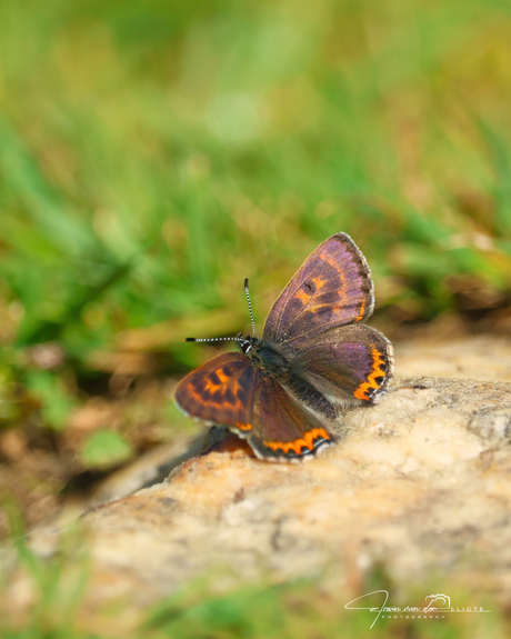 Blauwe vuurvlinder