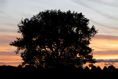 Silhouet bij zonsondergang 