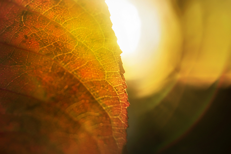 Herfstkleuren in tegenlicht