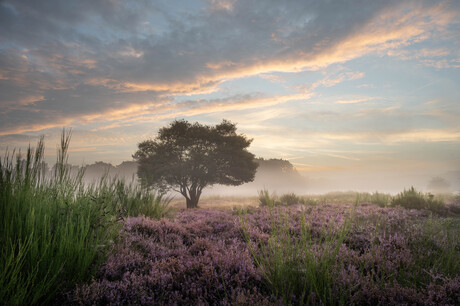 Laatste heide