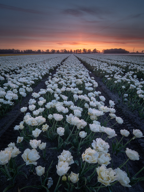 Tulpenveld