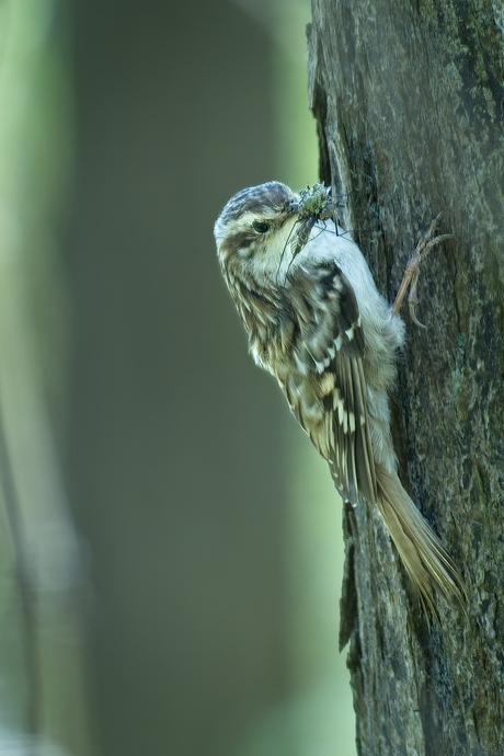 Op weg naar het nest