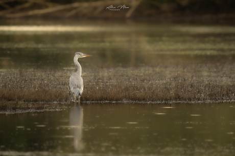 Blauwe Reiger