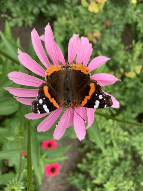 vlinder op een bloem 
