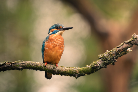 Ijsvogel in de spotlight.