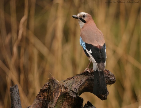 Eurasian jay