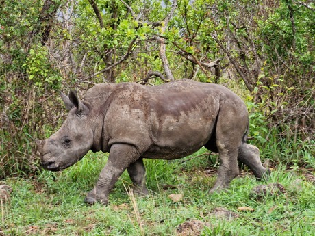 Kleine neushoorn.