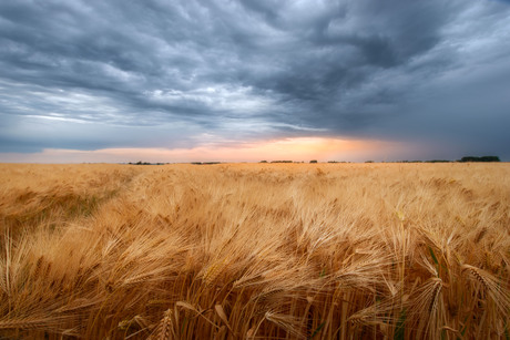 Prachtig veld