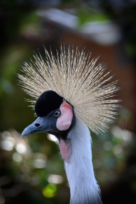 Kroonkraanvogel