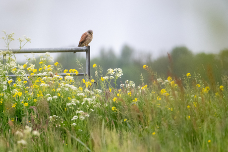 Torenvalkje in bloemrijk grasland