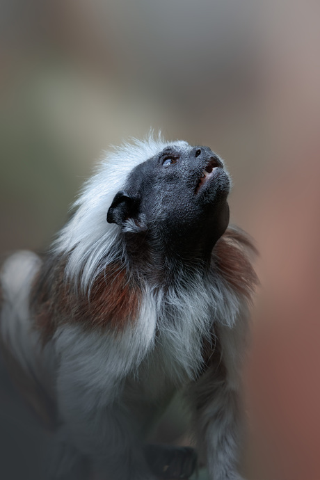 In de dierentuin 