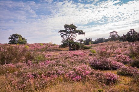 De heide bloeit weer