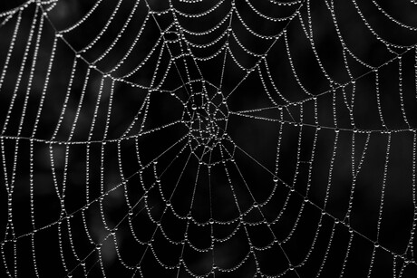 Walking into Spiderwebs