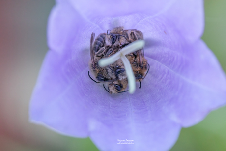 overnachten in een campanula