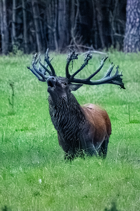 de bronst komt eraan !!