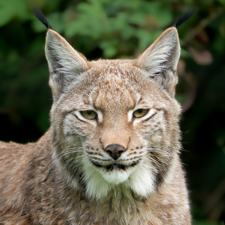Lynx in een groot woud in DL 