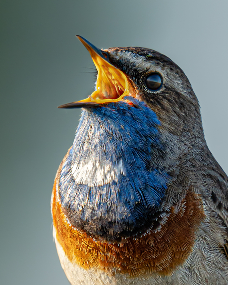 Portret van de blauwborst