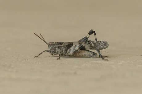 Blauwvleugelsprinkhaan