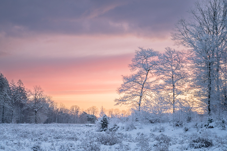Winter Bakkeveense duinen