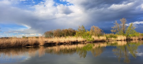 De Biesbosch Dordrecht