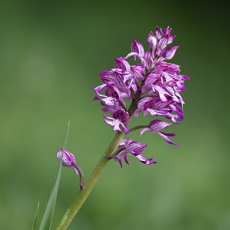 Orchis
