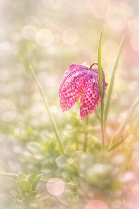 Fritillaria 