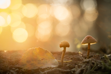 Paddenstoelen in het licht