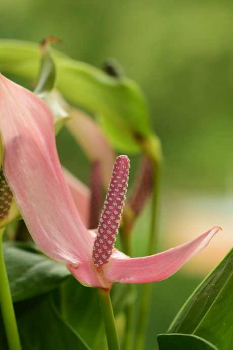 Anthurium
