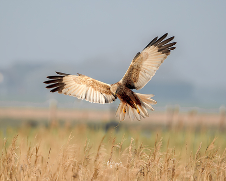 Bruine kiekendief man - Marsh Harrier male