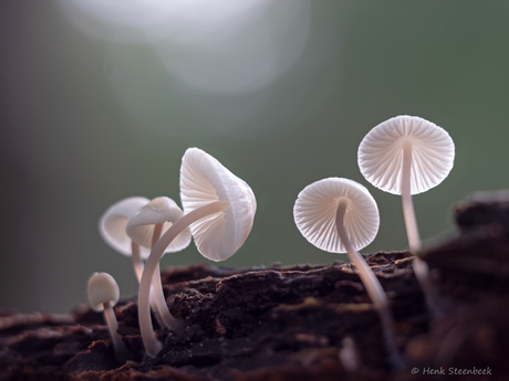 Mycena hoedjes schieten uit boomstam
